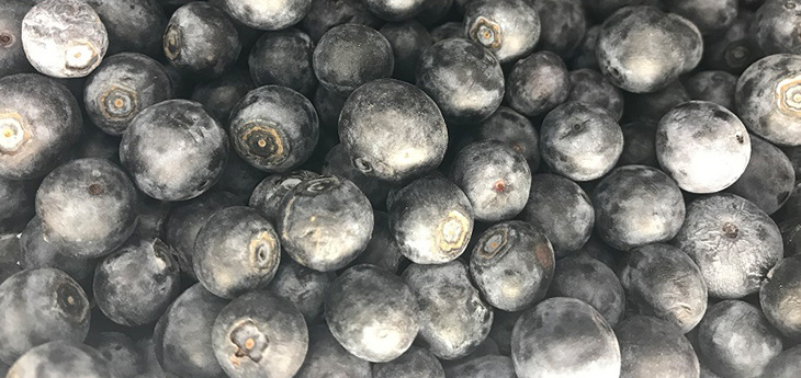 The Blueberry Bonanza